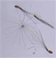  Cypselae with pappus